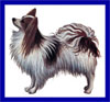 Click here for more detailed Papillon breed information and available puppies, studs dogs, clubs and forums